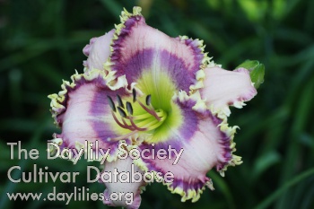 Daylily Tooth Talk